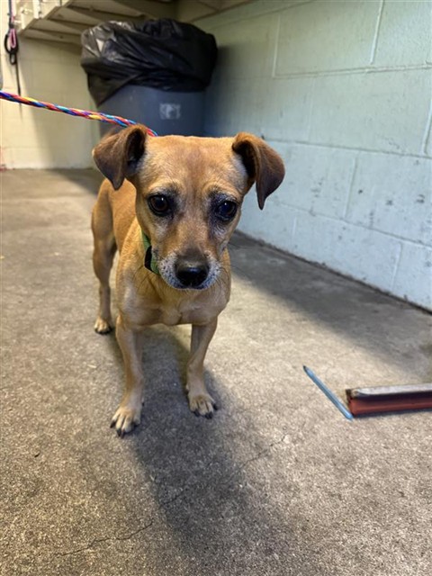 Shelter Stray Female Dog last seen FARM DALE WAY & BRANWOOD WAY, 2127 Front St, Sacramento, CA 95818, USA
