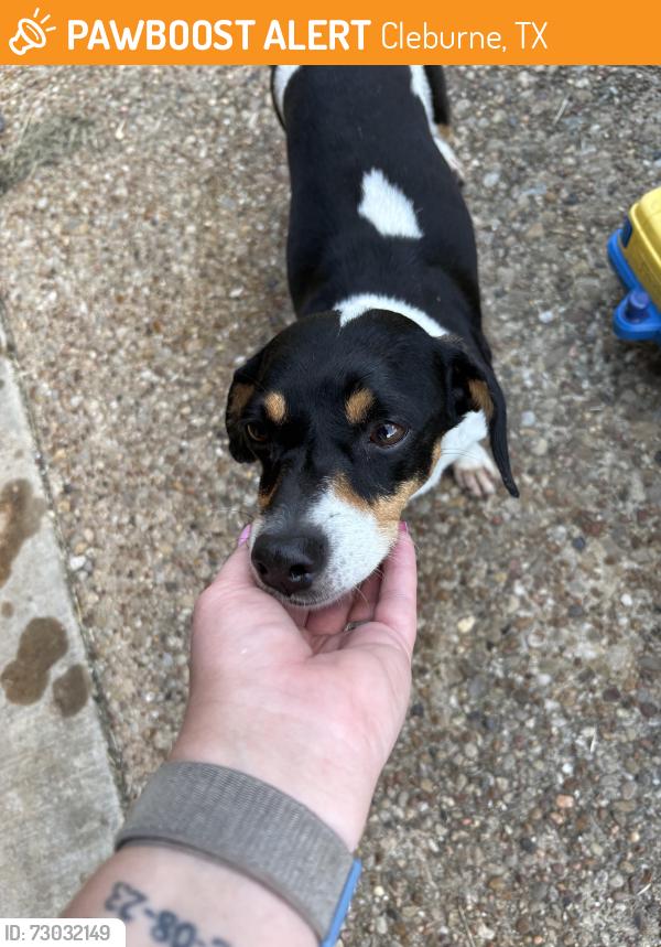 Found/Stray Female Dog last seen Cleburne elementary school , Cleburne, TX 76033