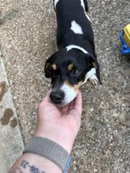 Found/Stray Female Dog last seen Cleburne elementary school , Cleburne, TX 76033