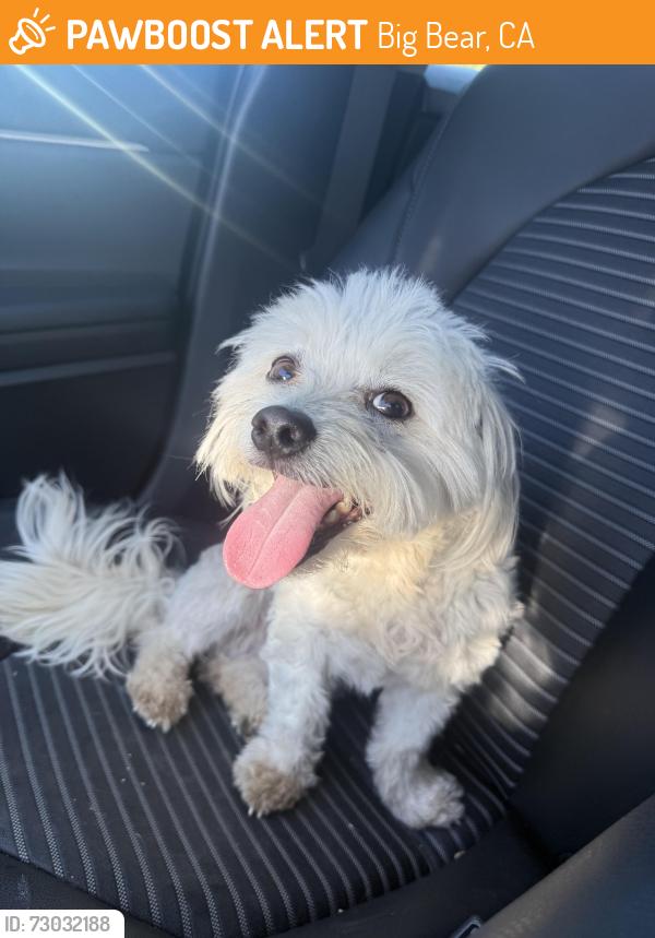 Found/Stray Male Dog last seen Barton and Maple Ln, Sugarloaf, Big Bear, CA 92386