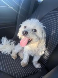 Found/Stray Male Dog last seen Barton and Maple Ln, Sugarloaf, Big Bear, CA 92386