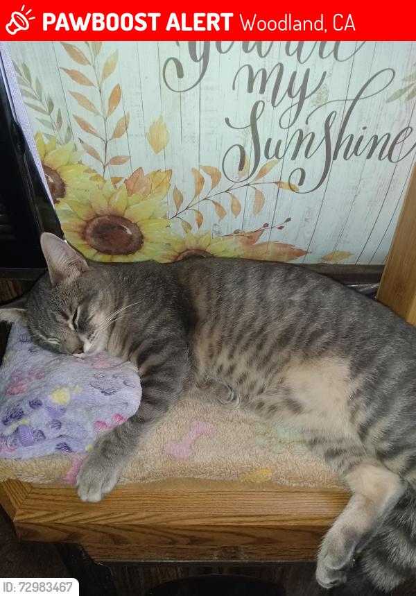 Lost Male Cat last seen Community lane and Cross St , Woodland, CA 95695