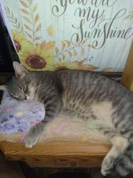 Lost Male Cat last seen Community lane and Cross St , Woodland, CA 95695