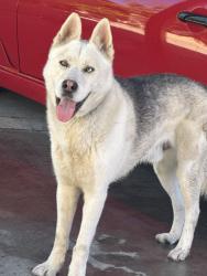 Found/Stray Unknown Dog last seen Visalia Ave, Richmond CA, Richmond, CA 94801