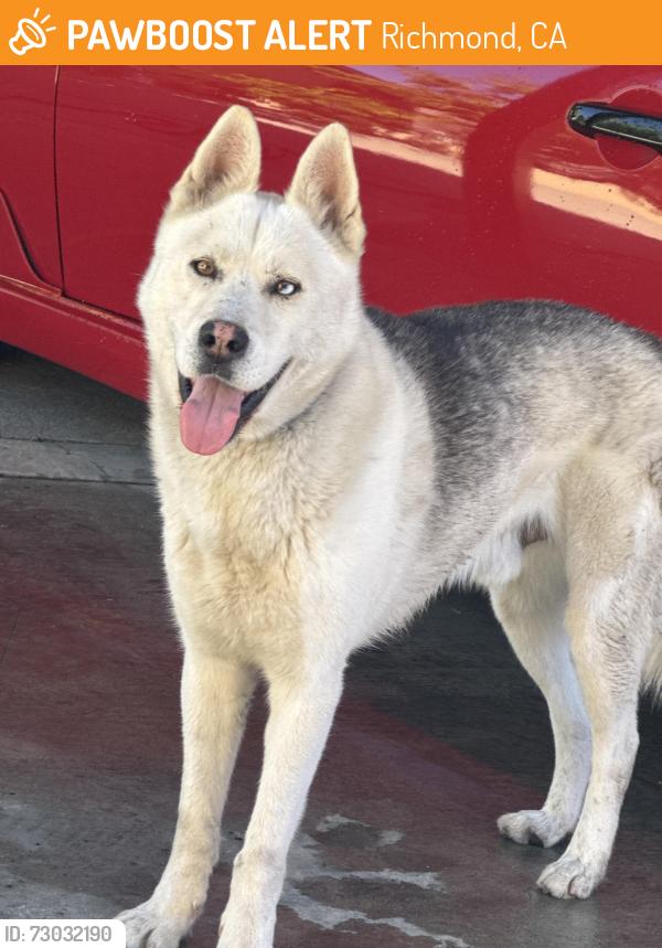 Found/Stray Unknown Dog last seen Visalia Ave, Richmond CA, Richmond, CA 94801
