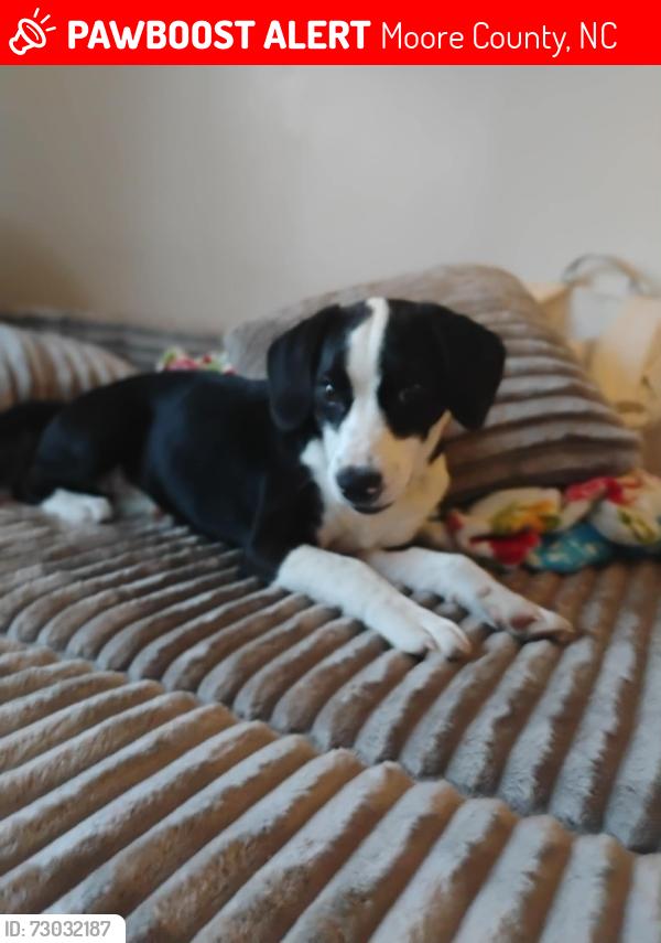 Lost Female Dog last seen 15-501 and Lamms Grove Rs, Moore County, NC 28326