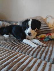 Lost Female Dog last seen 15-501 and Lamms Grove Rs, Moore County, NC 28326