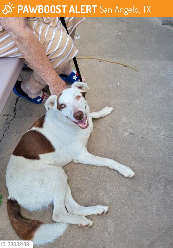 Found/Stray Female Dog last seen Johnson, San Angelo, TX 76902