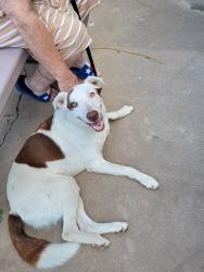Found/Stray Female Dog last seen Johnson, San Angelo, TX 76902