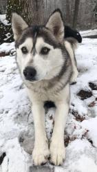 Lost Female Dog last seen Kennedy rd. Randolph st. Angela Dr., Davidson County, NC 27360