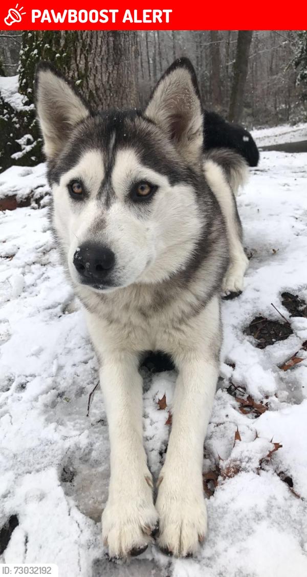 Lost Female Dog last seen Kennedy rd. Randolph st. Angela Dr., Davidson County, NC 27360