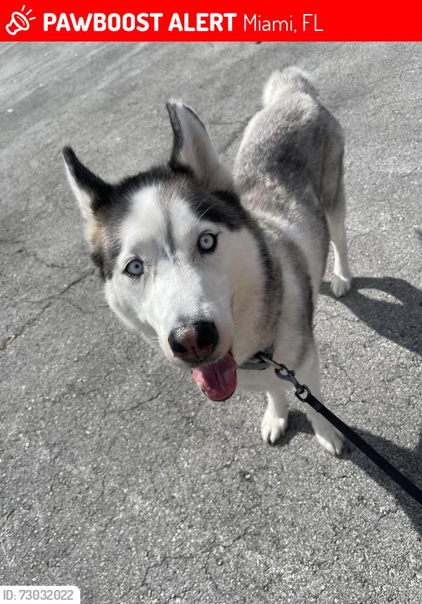 Lost Male Dog last seen Last seen NE 71st Street and Miami Ave at the gas station, Miami, FL 33138