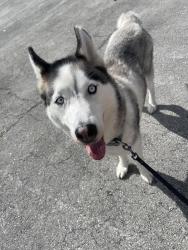 Lost Male Dog last seen Last seen NE 71st Street and Miami Ave at the gas station, Miami, FL 33138