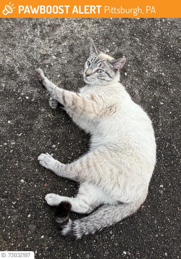 Found/Stray Male Cat last seen Lacona Street, Pittsburgh, PA 15210