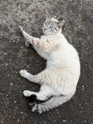 Found/Stray Male Cat last seen Lacona Street, Pittsburgh, PA 15210