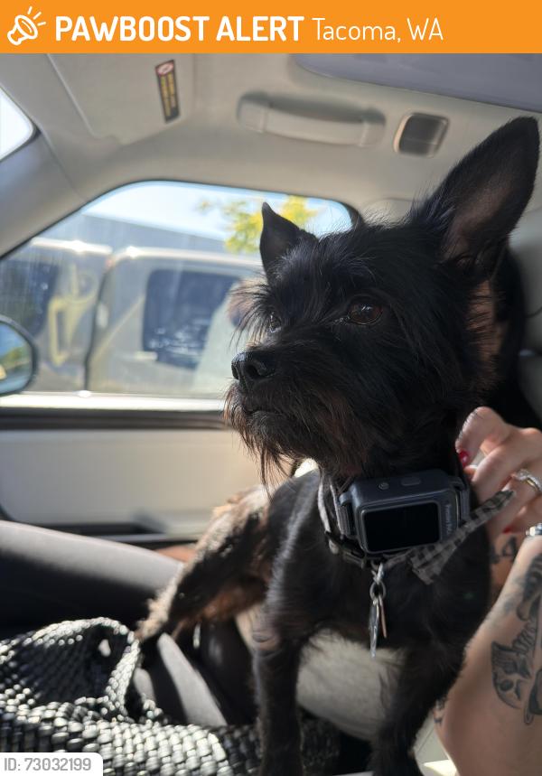 Found/Stray Male Dog last seen Jackson and 19th, Tacoma, WA 98402