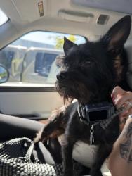 Found/Stray Male Dog last seen Jackson and 19th, Tacoma, WA 98402