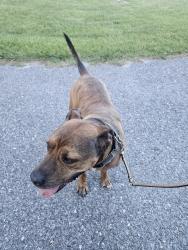 Reunited Male Dog last seen Severn elementary School , Severn, MD 21144