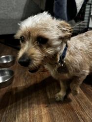 Lost Male Dog last seen Vaughn st , San Fernando, CA 91340