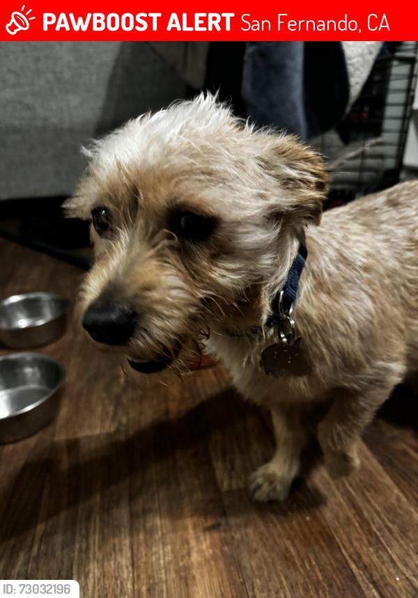 Lost Male Dog last seen Vaughn st , San Fernando, CA 91340