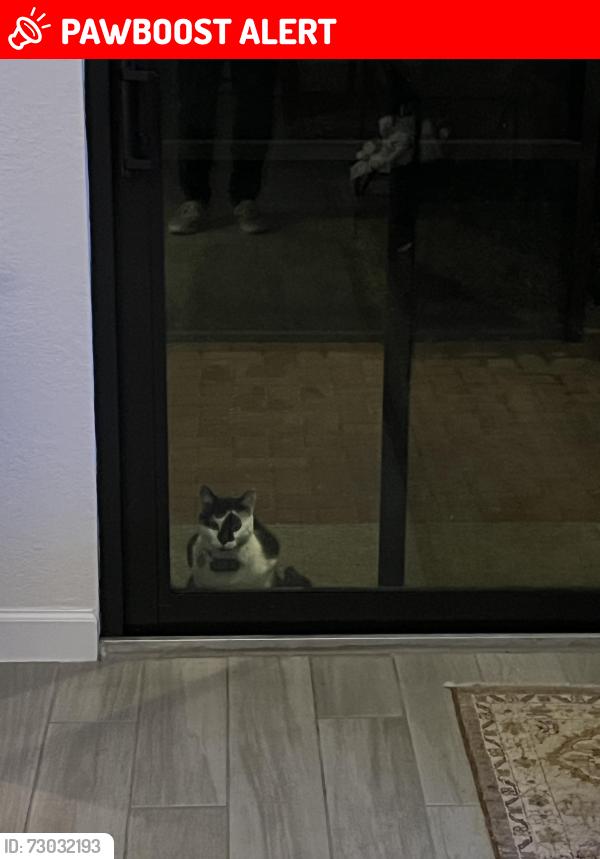 Lost Male Cat last seen crestwood blvd, Royal Palm Beach, FL 33411