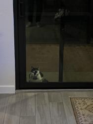 Lost Male Cat last seen crestwood blvd, Royal Palm Beach, FL 33411