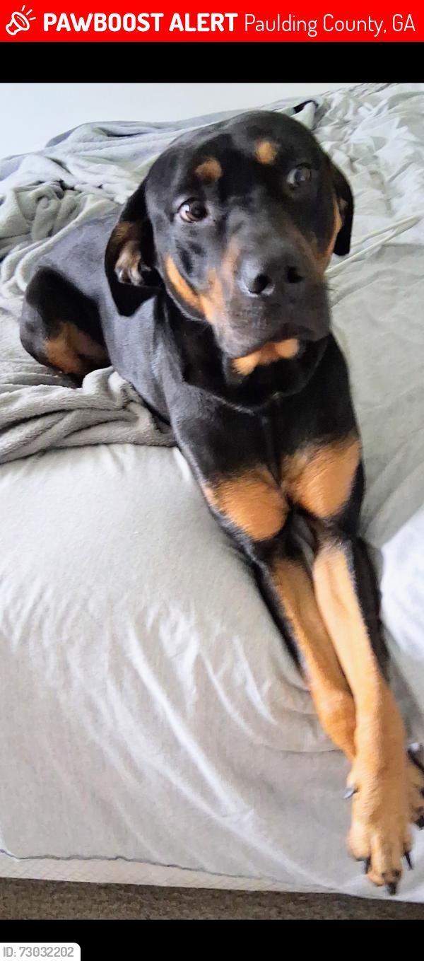 Lost Female Dog last seen Camp Circle, Silveroak Subdivision, Paulding County, GA 30132