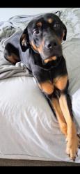 Lost Female Dog last seen Camp Circle, Silveroak Subdivision, Paulding County, GA 30132