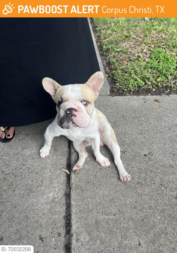 Found/Stray Male Dog last seen Horne Road, Corpus Christi, TX 78416