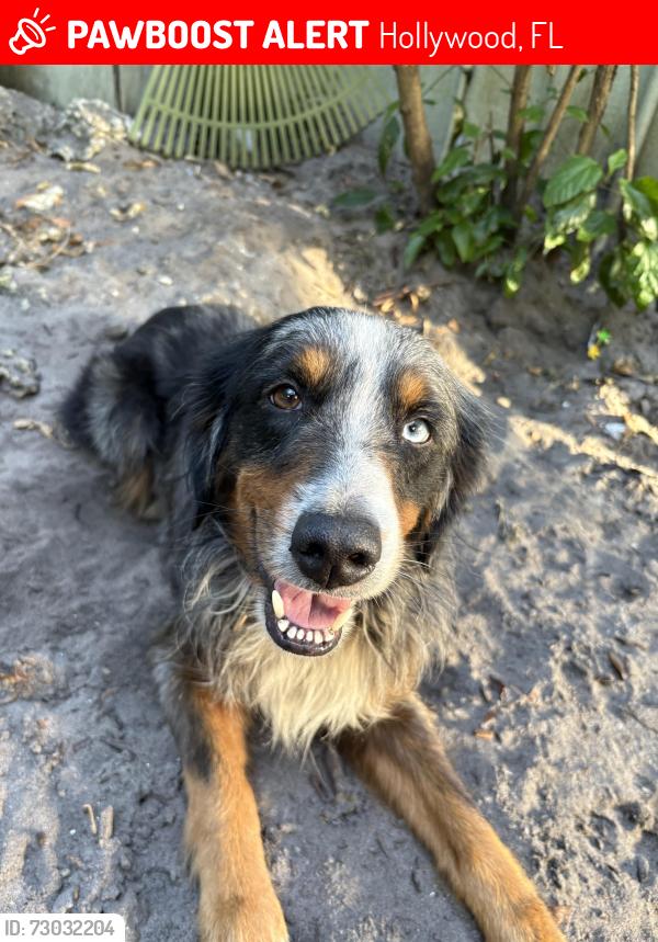 Lost Male Dog last seen Near Monroe st, Hollywood, FL 33020