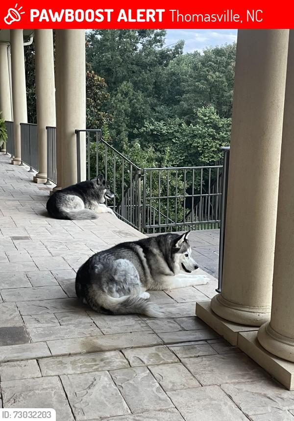 Lost Female Dog last seen Kennedy Road, Thomasville, NC 27360