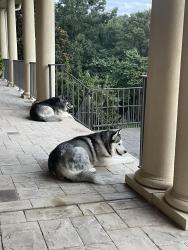Lost Female Dog last seen Kennedy Road, Thomasville, NC 27360