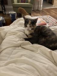Reunited Female Cat last seen Arrowhead Dr. and Pine Grove Rd, two hses down on the right, Newfoundland, PA 18445