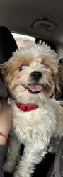 Lost Male Dog last seen Near w 84 pl , Chicago, IL 60652