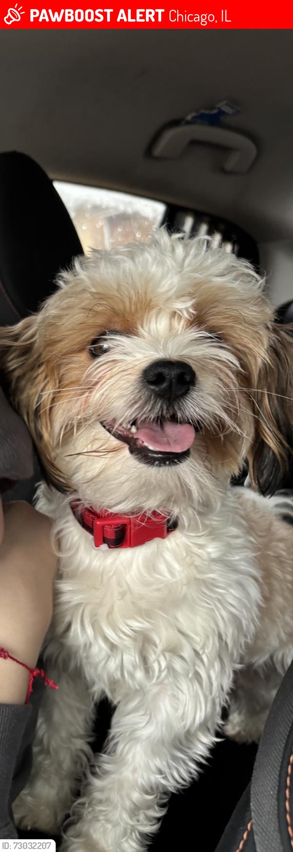 Lost Male Dog last seen Near w 84 pl , Chicago, IL 60652