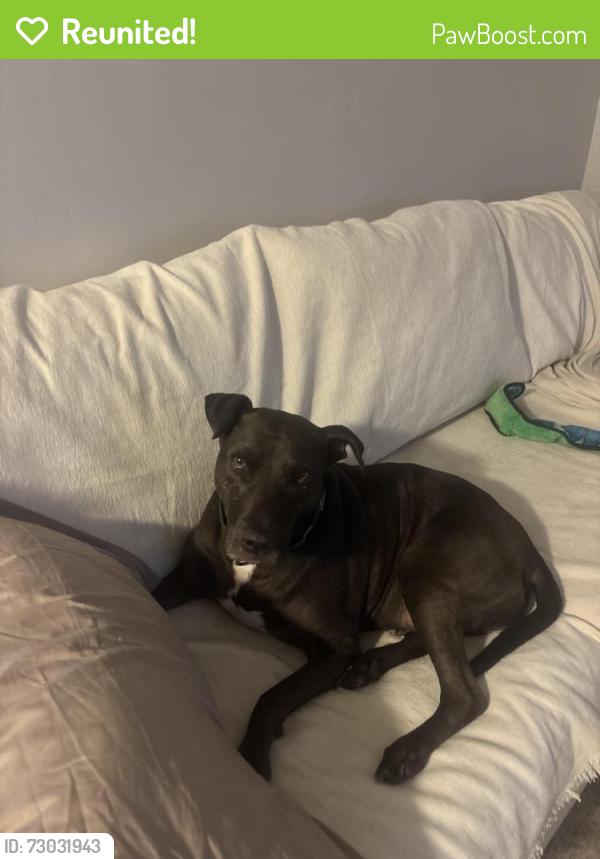 Reunited Male Dog last seen Mount Carol Drive, San Diego, CA 92117