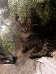 Lost Male Cat last seen Second st, Daytona Beach, FL 32117
