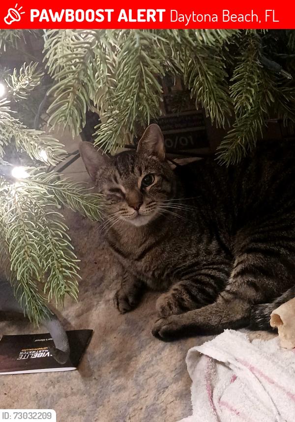 Lost Male Cat last seen Second st, Daytona Beach, FL 32117