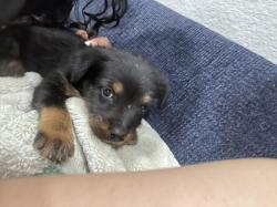 Reunited Male Dog last seen 15th and Spurgeon , Santa Ana, CA 92701