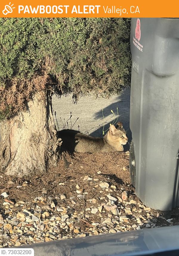 Found/Stray Male Cat last seen Whitney Ave , Vallejo, CA 94589