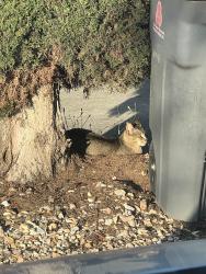 Found/Stray Male Cat last seen Whitney Ave , Vallejo, CA 94589
