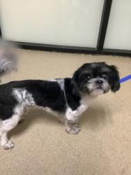 Shelter Stray Male Dog last seen Near sun haven way, North District, TX, 355 Hillshire Dr, Haslet, TX 76052, USA