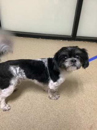 Shelter Stray Male Dog last seen Near sun haven way, North District, TX, 355 Hillshire Dr, Haslet, TX 76052, USA
