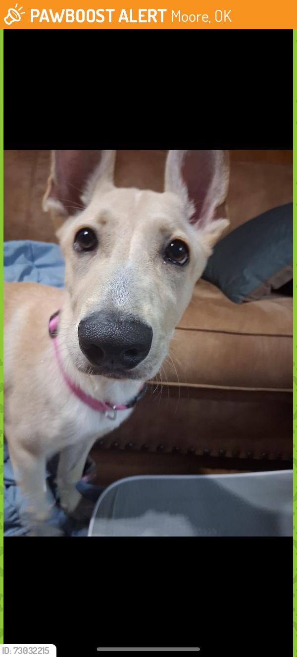 Found/Stray Female Dog last seen Telephone and 4th in moore, Moore, OK 73160