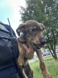 Shelter Stray Male Dog last seen Near HIGHWAY DR, West District, TX, 355 Hillshire Dr, Haslet, TX 76052, USA