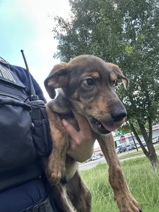 Shelter Stray Male Dog last seen Near HIGHWAY DR, West District, TX, 355 Hillshire Dr, Haslet, TX 76052, USA