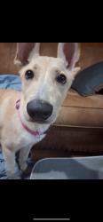 Found/Stray Female Dog last seen Telephone and 4th in moore, Moore, OK 73160