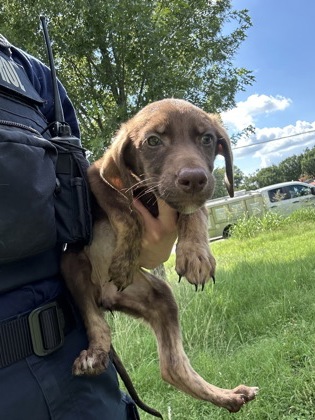 Shelter Stray Female Dog last seen Near HIGHWAY DR, West District, TX, 355 Hillshire Dr, Haslet, TX 76052, USA
