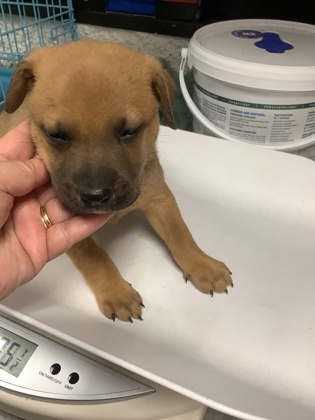 Shelter Stray Female Dog last seen Near Avenue N, East District, TX, 355 Hillshire Dr, Haslet, TX 76052, USA