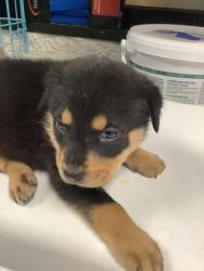 Shelter Stray Male Dog last seen Near Avenue N, East District, TX, 355 Hillshire Dr, Haslet, TX 76052, USA
